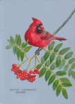 Northern Cardinal, male: Cardinalis cardinalis by Akvile Lawrence