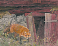 Red fox: vulpes vulpes by Akvile Lawrence
