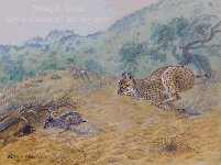 Narrow Escape - Iberian Lynx by Akvile Lawrence