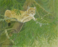 Eurasian lynx:  lynx lynx by Akvile Lawrence