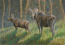 Moose and calf: Alces alces  by Akvile Lawrence